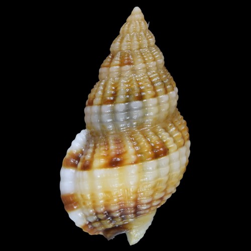 Tritia incrassata senza - incrassata, (port